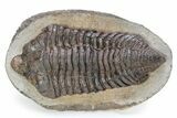 Rare, Calymenid (Pradoella) Trilobite - Jbel Kissane, Morocco #243631-1
